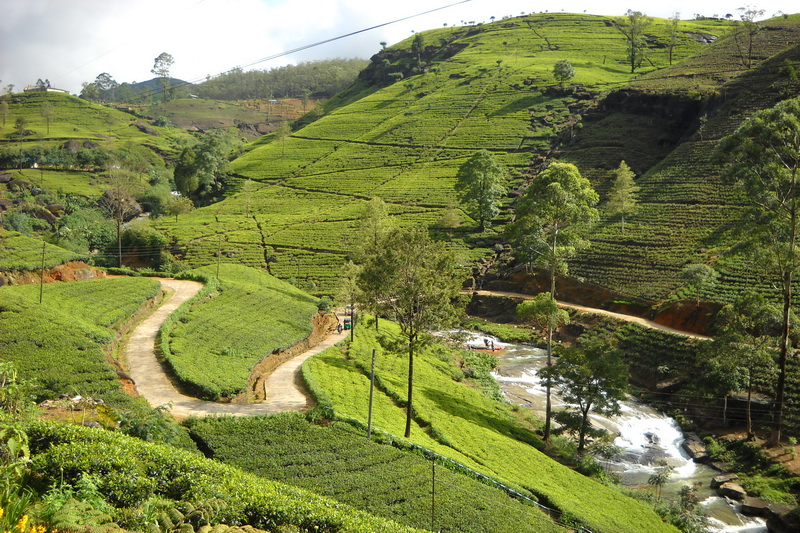 Sri Lanka, Tea plantations